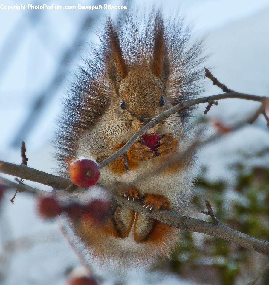 Apple, Fruit, Eating, Conifer, Fir, Pine, Spruce