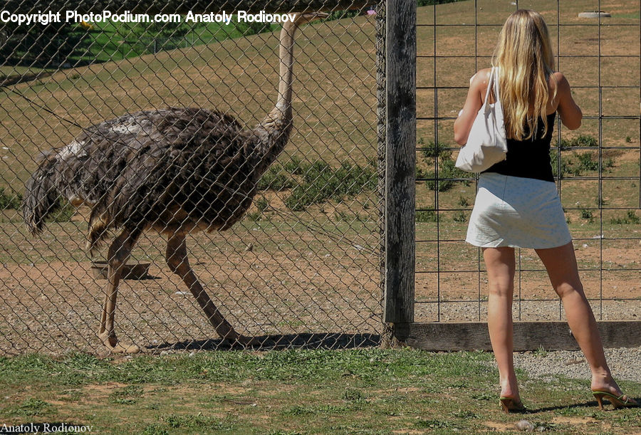 People, Person, Human, Bird, Ostrich, Blonde, Female