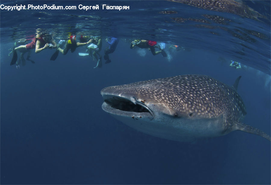 Diver, Diving, Snorkeling, Water, Fish, Sea Life, Shark