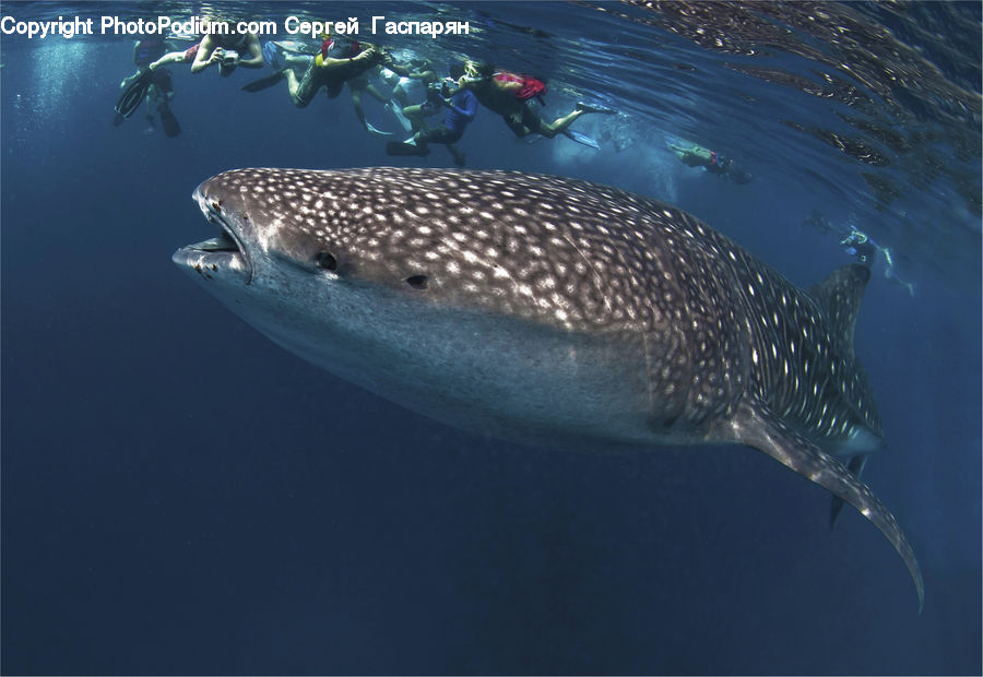 Fish, Sea Life, Shark, Diver, Diving, Snorkeling, Water