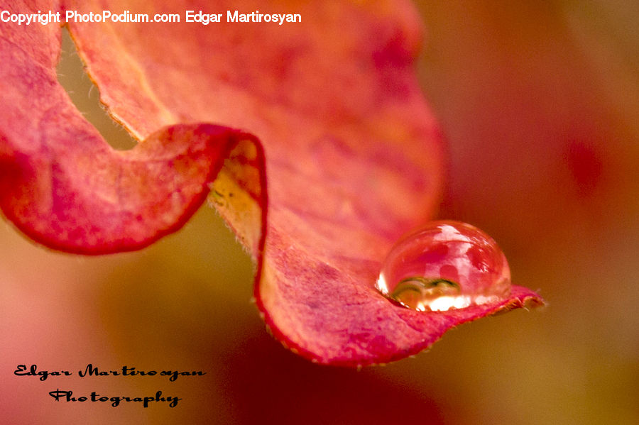 Blossom, Flora, Flower, Geranium, Plant, Droplet, Food