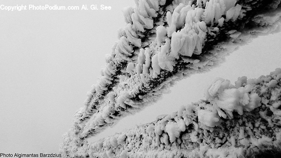 Ice, Outdoors, Snow, Cabbage, Kale, Produce, Vegetable