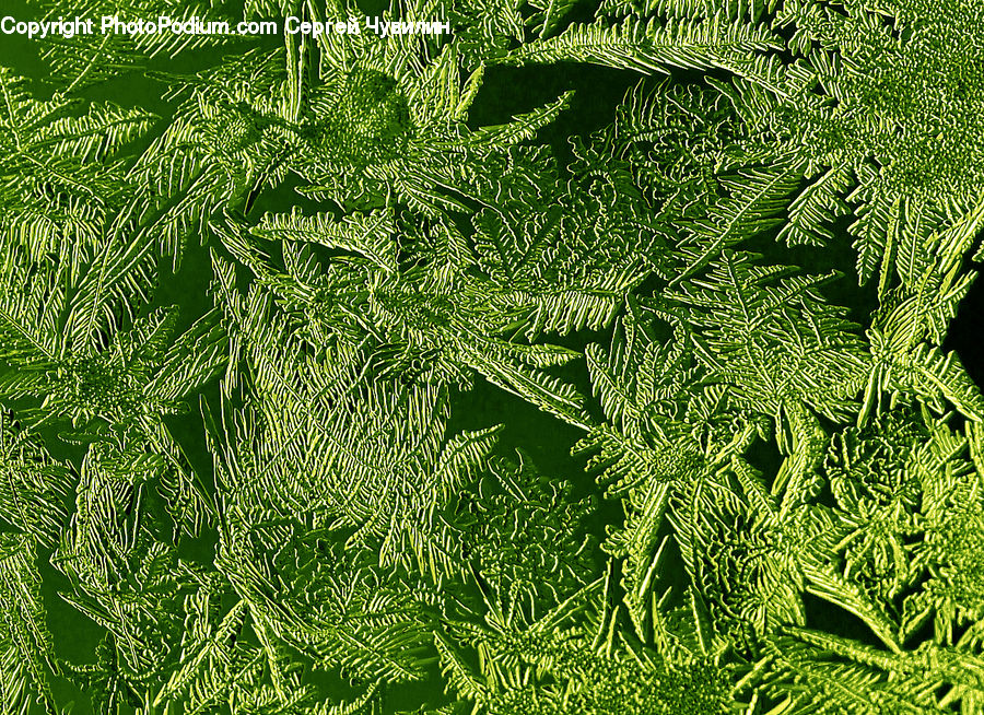 Fern, Plant, Conifer, Fir, Tree