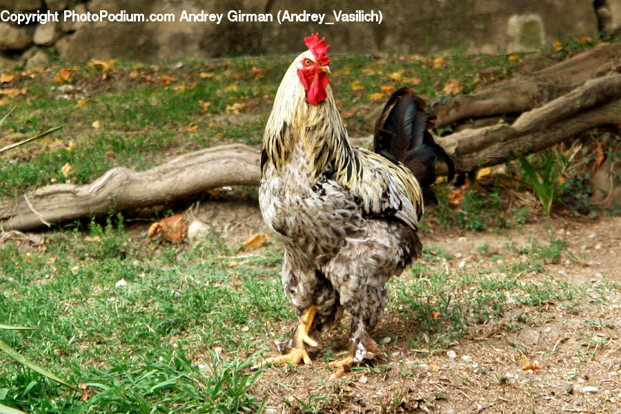 Chicken, Cock Bird, Fowl, Poultry, Rooster
