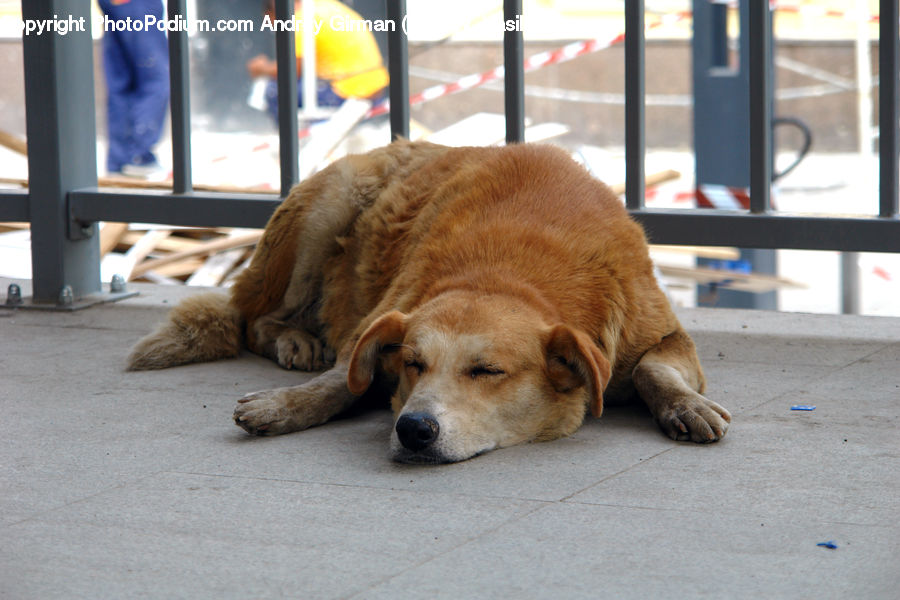 Animal, Canine, Dog, Golden Retriever, Mammal, Pet, Beagle