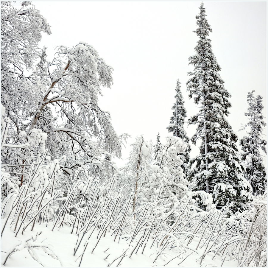 Ice, Outdoors, Snow, Forest, Vegetation, Conifer, Fir
