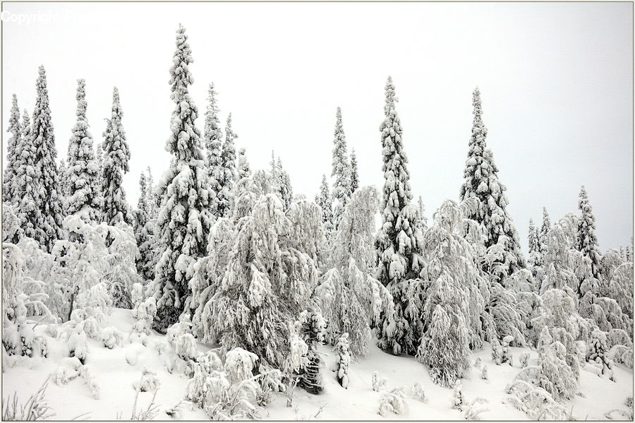 Conifer, Fir, Pine, Spruce, Wood, Plant, Tree
