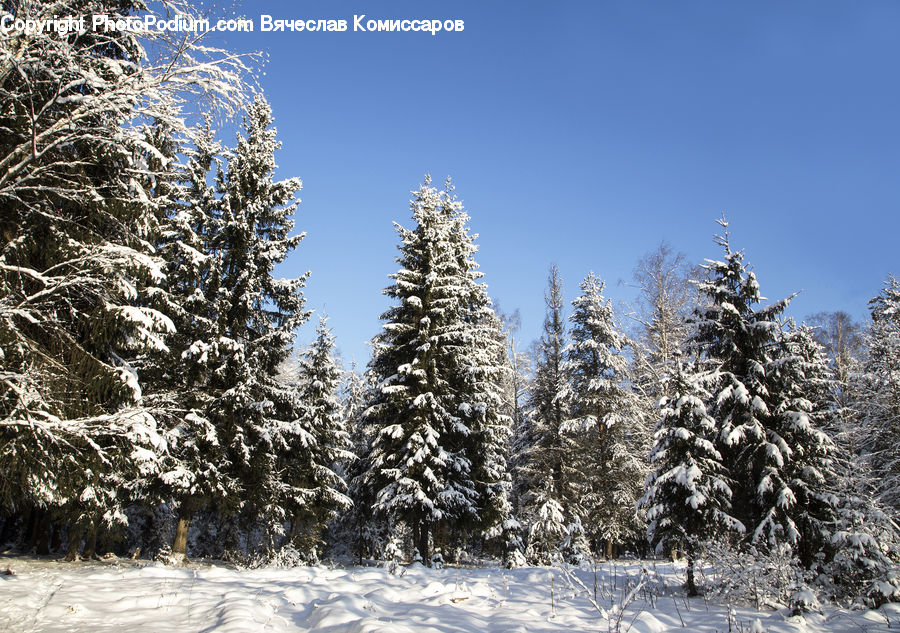 Conifer, Fir, Spruce, Wood, Plant, Tree, Field