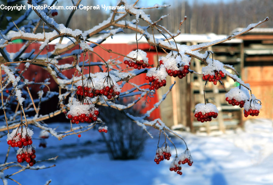 Frost, Ice, Outdoors, Snow, Fruit, Raspberry, Cherry