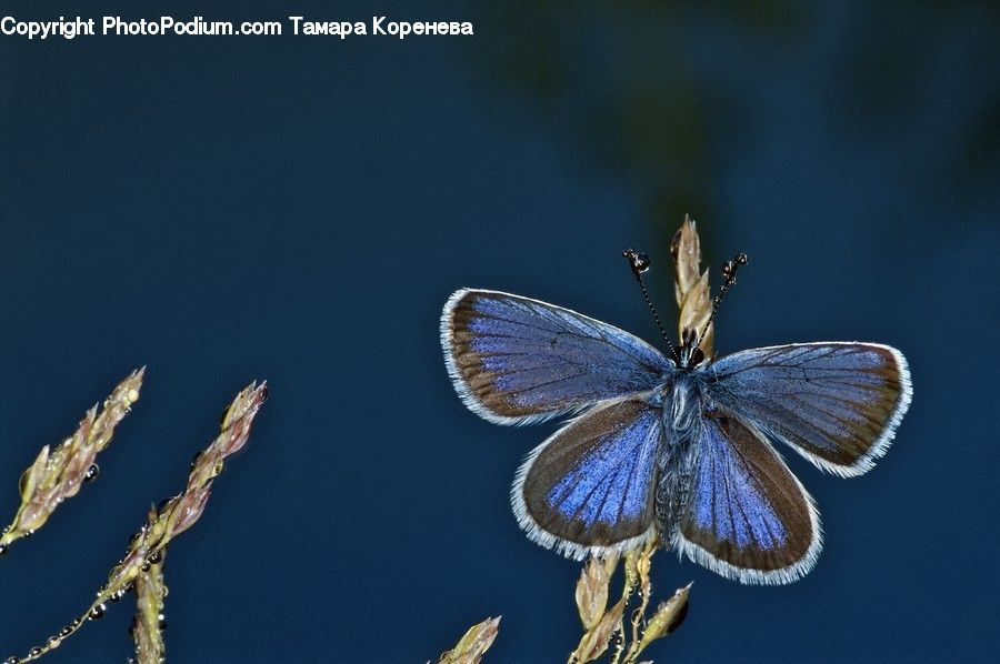 Butterfly, Insect, Invertebrate, Anisoptera, Dragonfly, Andrena, Apidae