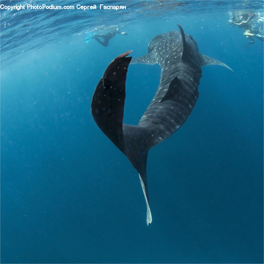 Animal, Fish, Humpback, Sea Life, Whale, Dolphin