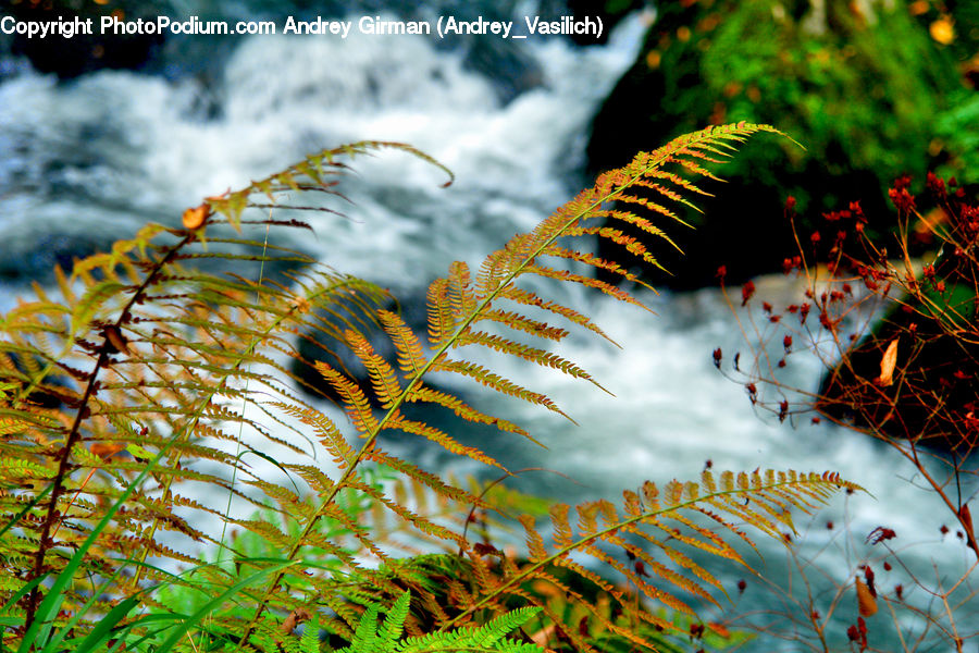 Fern, Plant, Conifer, Fir, Tree, Art, Modern Art