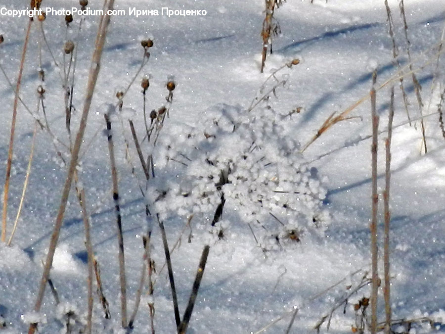 Ice, Outdoors, Snow, Birch, Tree, Wood, Field