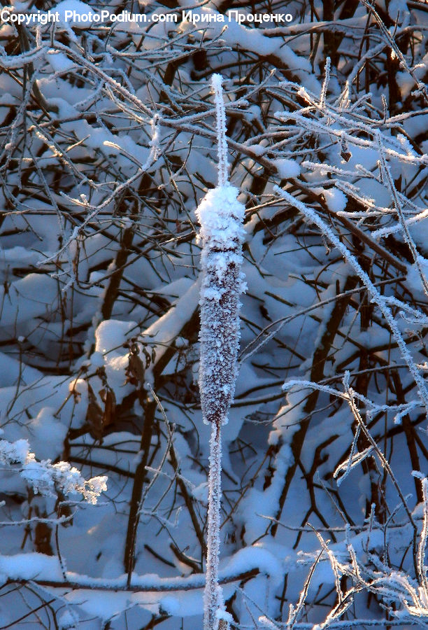 Frost, Ice, Outdoors, Snow, Birch, Tree, Wood