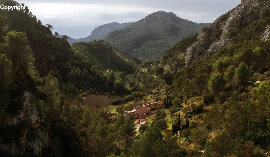 Crest, Mountain, Outdoors, Peak, Wilderness, Forest, Vegetation