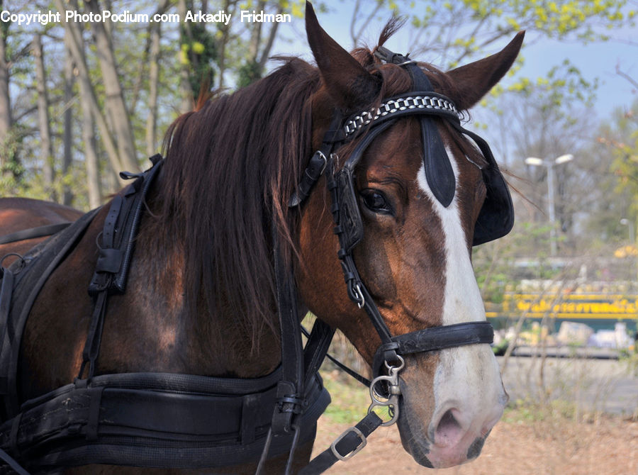 Animal, Equestrian, Horse, Person