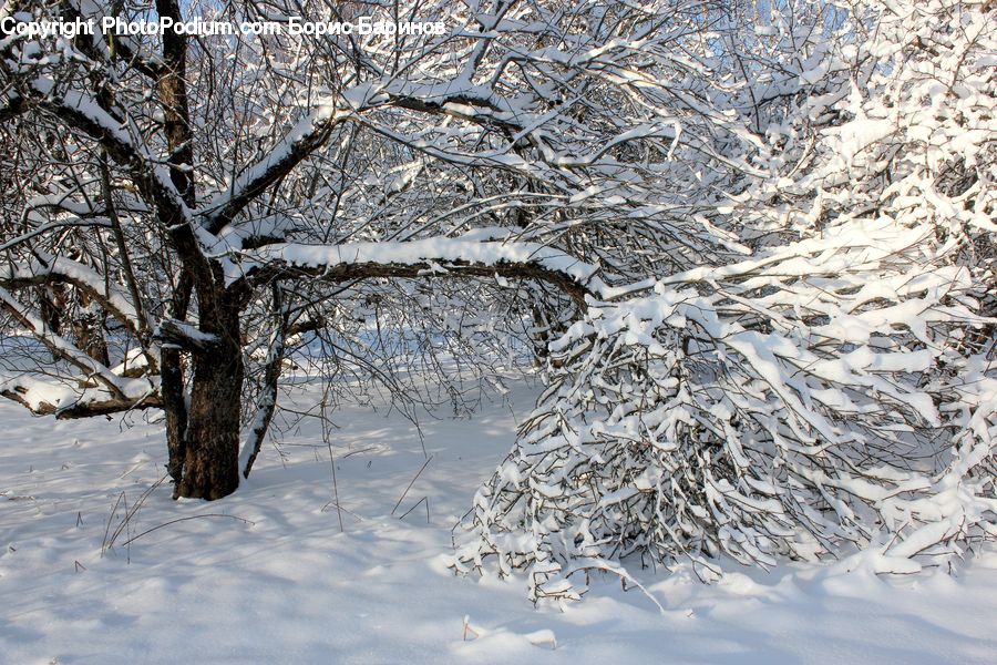 Tree Stump, Arctic, Glacier, Ice, Mountain, Outdoors, Snow