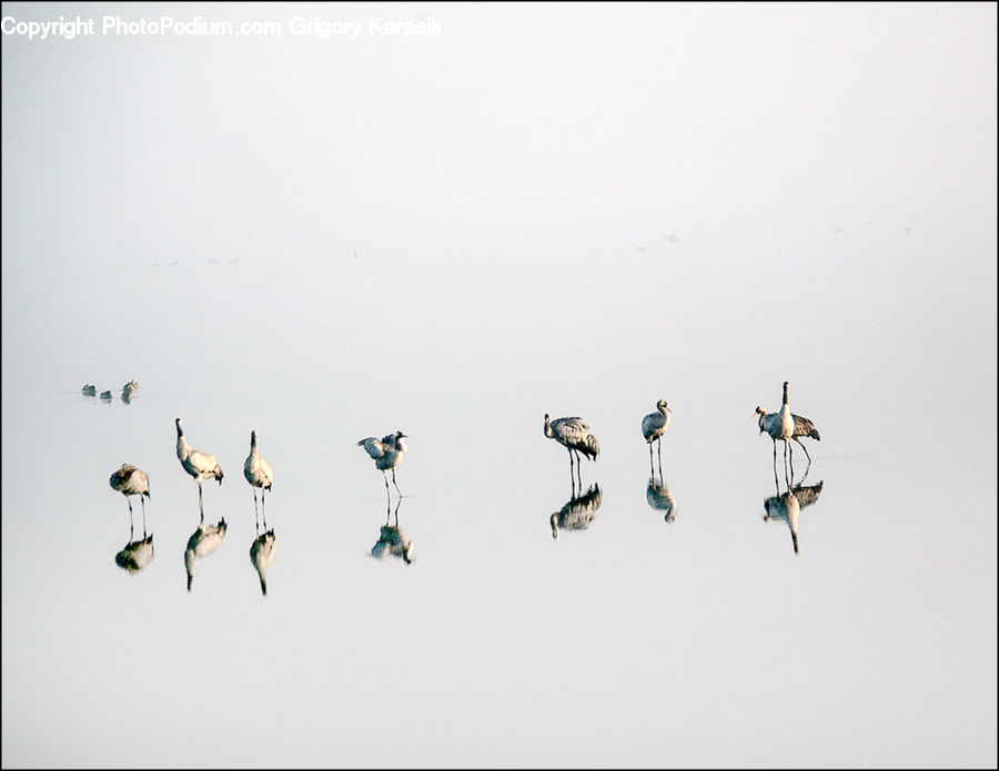 Bird, Stork, Crane Bird, Heron