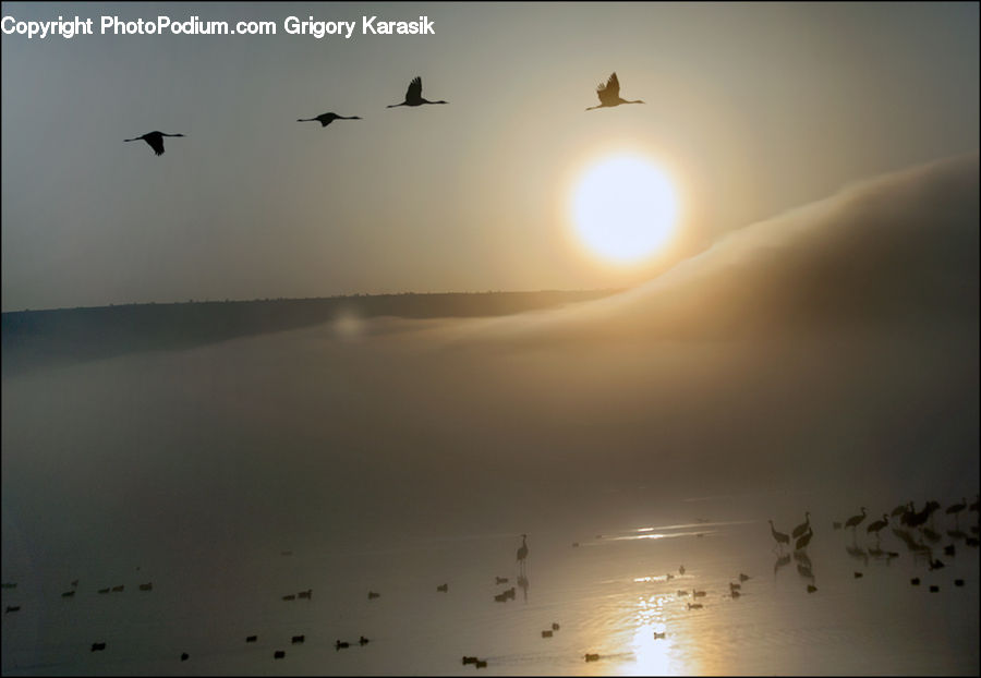 Amphibian, Tadpole, Bird, Crane Bird, Heron, Fog, Flying