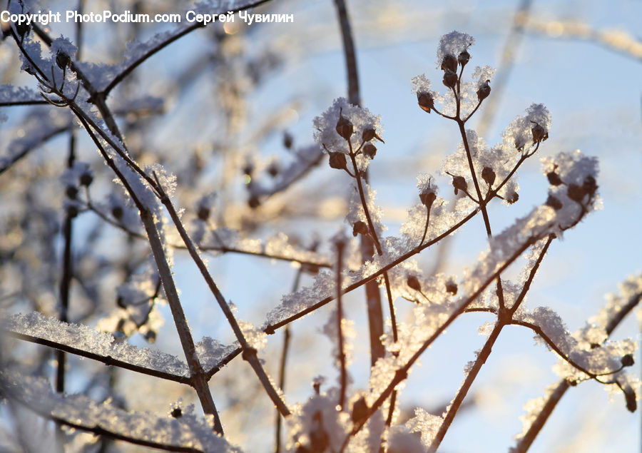 Frost, Ice, Outdoors, Snow, Blossom, Flora, Flower