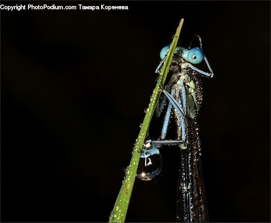 Water, Aphid, Insect, Invertebrate, Plant