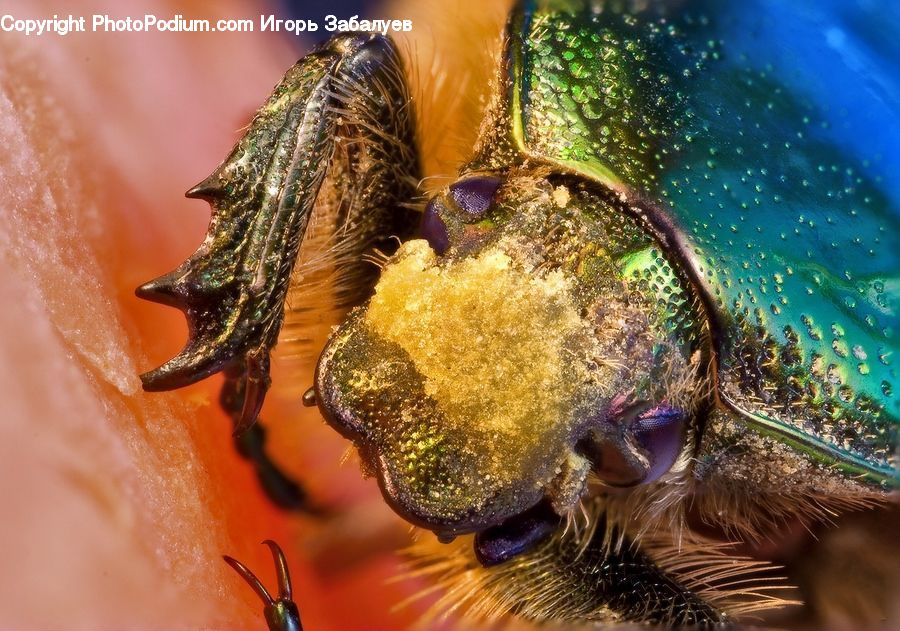 Flora, Pollen, Dung Beetle, Insect, Invertebrate, Bee, Apidae