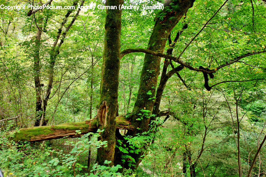 Forest, Vegetation, Grove, Land, Oak, Tree, Wood