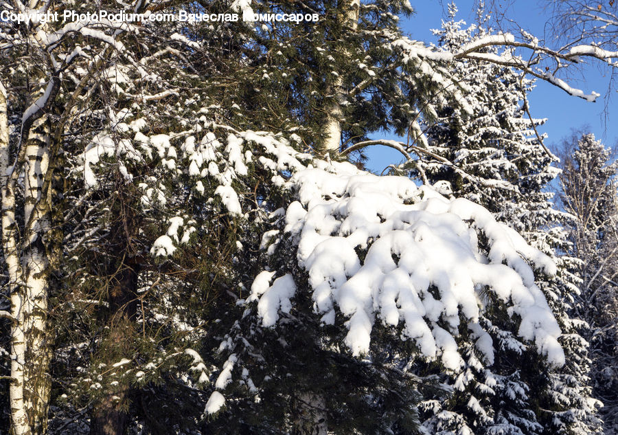 Conifer, Fir, Plant, Tree, Ice, Outdoors, Snow