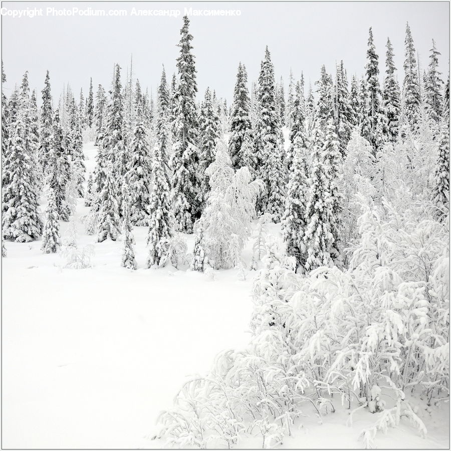 Ice, Outdoors, Snow, Conifer, Fir, Pine, Spruce