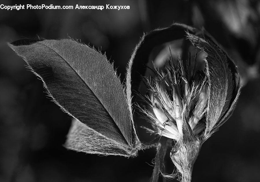 Bud, Plant, Veins, Blossom, Flora, Flower