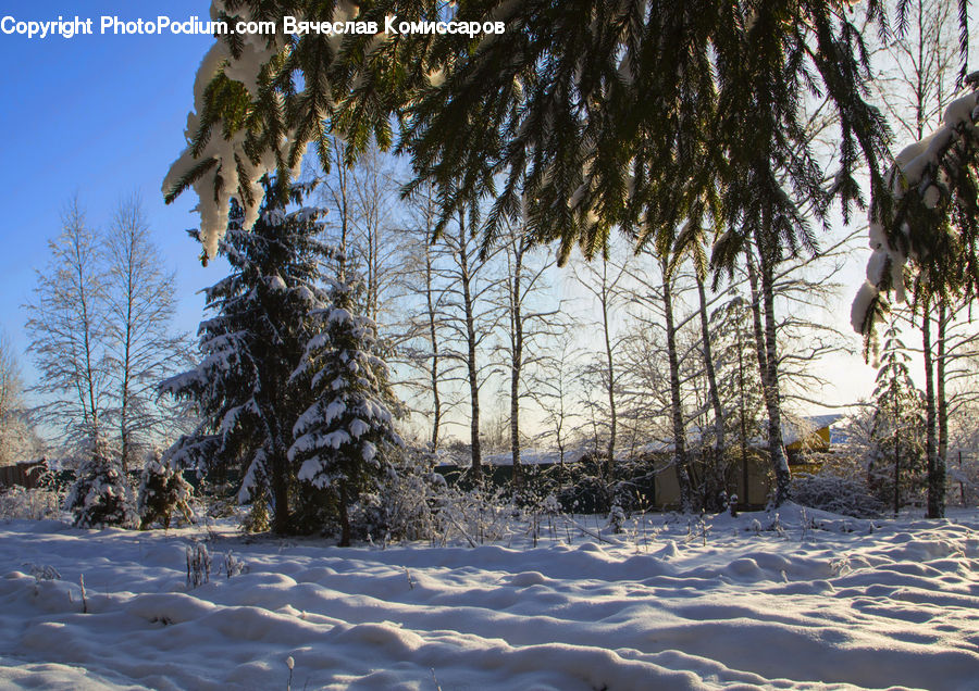 Conifer, Fir, Plant, Tree, Spruce, Wood, Pine