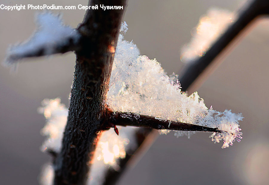 Frost, Ice, Outdoors, Snow