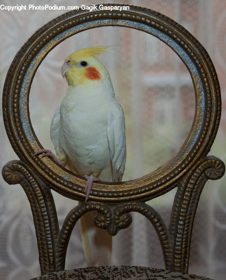 Bird, Canary, Finch, Furniture, Parakeet, Parrot