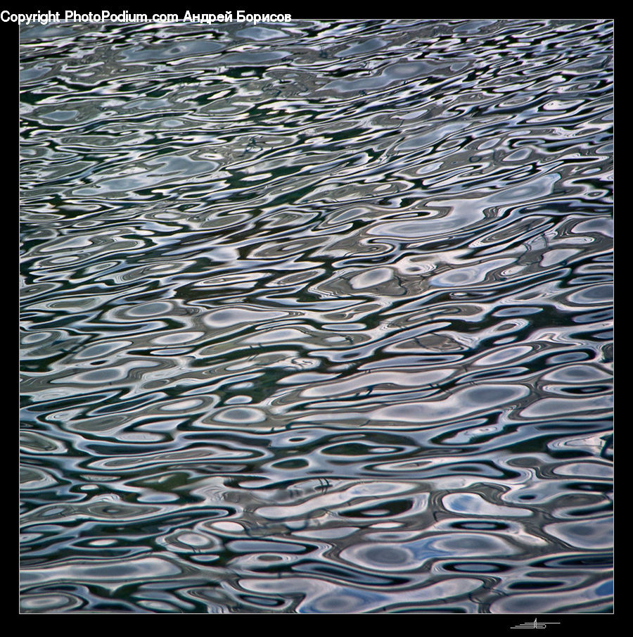 Fish, Herring, Sardine, Sea Life, Pavement, Outdoors, Ripple