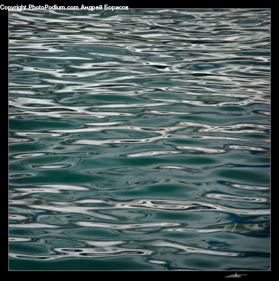 Fish, Herring, Sardine, Sea Life, Water, Outdoors, Sea