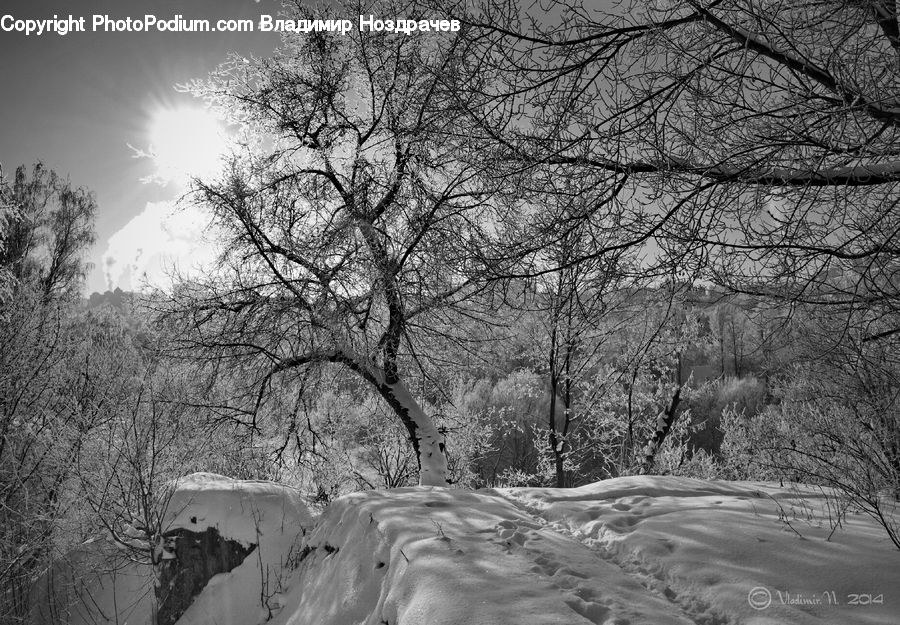 Ice, Outdoors, Snow, Plant, Tree, Sand, Soil