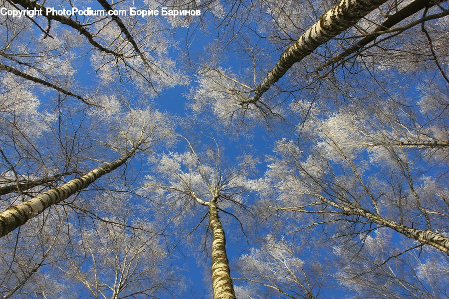 Birch, Tree, Wood, Plant, Oak, Blossom, Flora