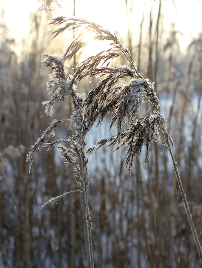 Grass, Plant, Reed, Field, Grassland, Grain, Wheat