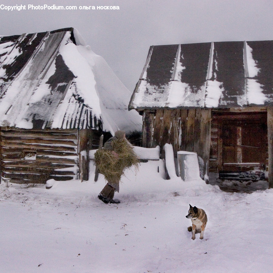 Arctic, Snow, Winter, Plant, Tree, Building, Hut
