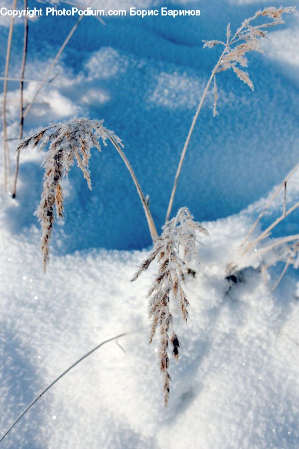Frost, Ice, Outdoors, Snow, Arachnid, Garden Spider, Insect