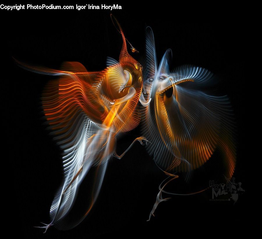 Fish, Sea Life, Animal, Bongo, Percussion