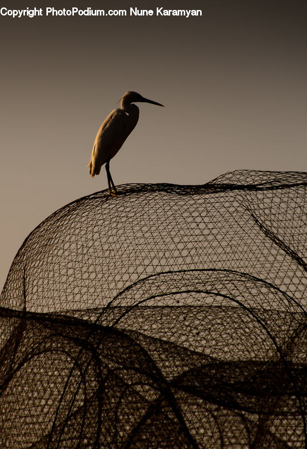 Ardeidae, Bird, Blackbird, Crane Bird, Heron, Head, Portrait