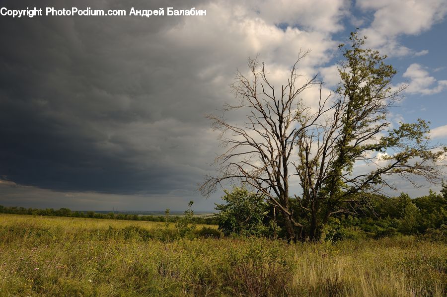 Field, Grass, Grassland, Land, Outdoors, Plant, Tree