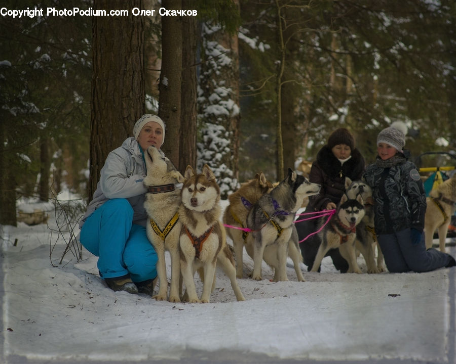 People, Person, Human, Animal, Canine, Dog, Husky