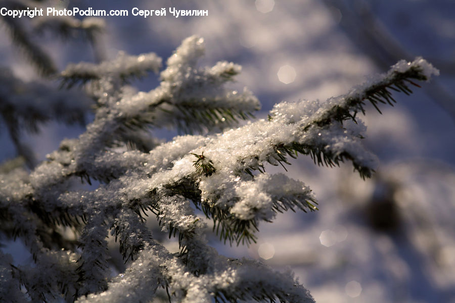 Frost, Ice, Outdoors, Snow, Conifer, Fir, Plant