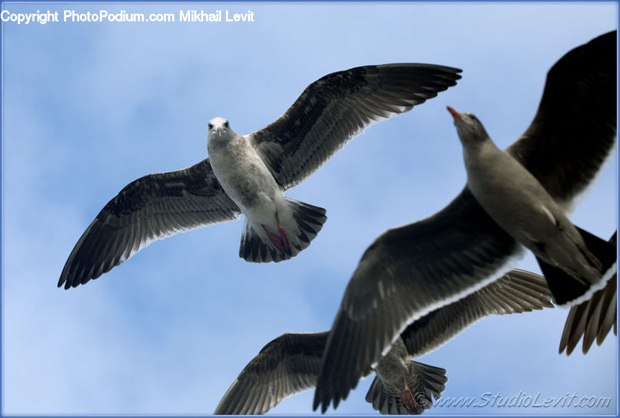 Bird, Seagull, Condor, Vulture, Goose, Waterfowl, Booby