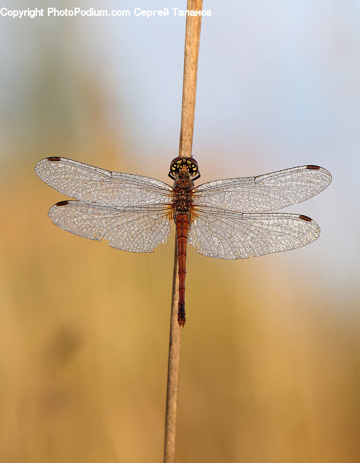 Anisoptera, Dragonfly, Insect, Invertebrate
