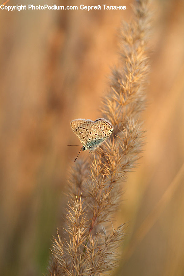 Field, Grass, Grassland, Plant, Reed, Grain, Wheat