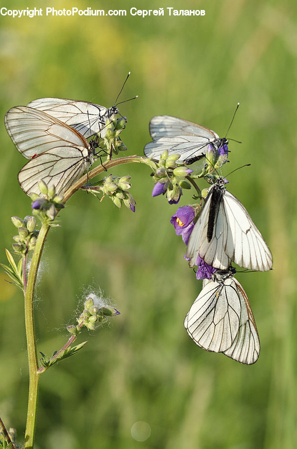 Butterfly, Insect, Invertebrate, Arachnid, Garden Spider, Spider, Bee