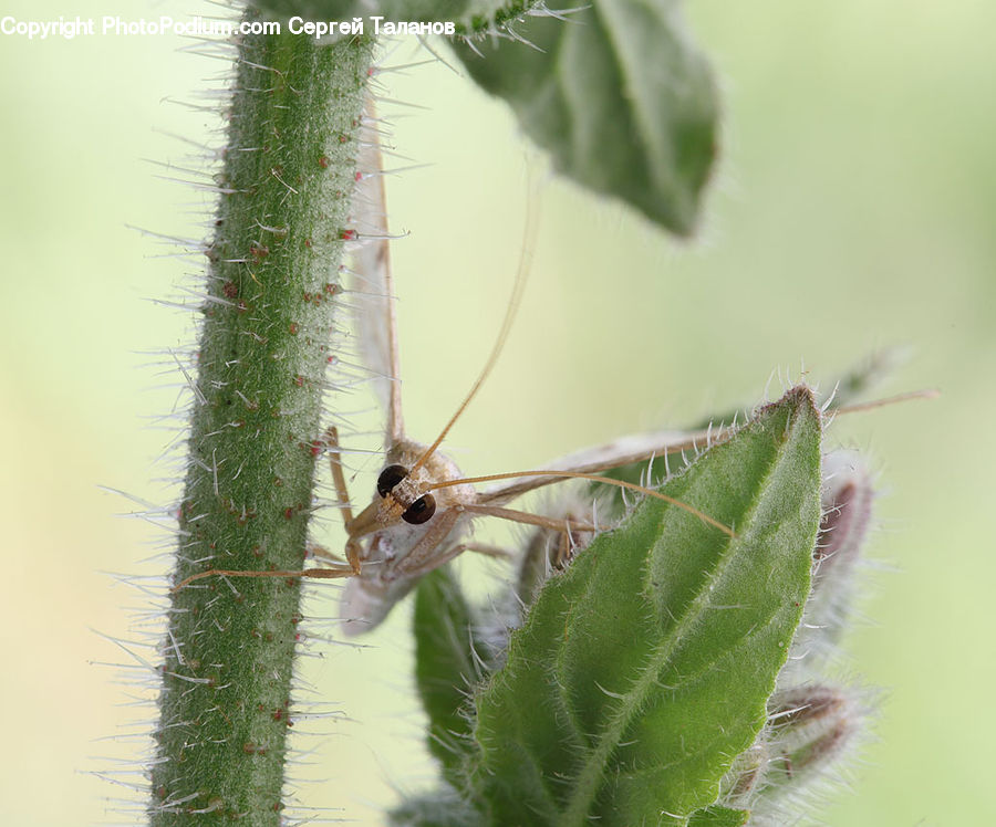 Cricket Insect, Grasshopper, Insect, Anisoptera, Dragonfly, Invertebrate, Mosquito